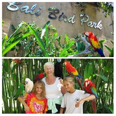 Bali Bird Park Tour