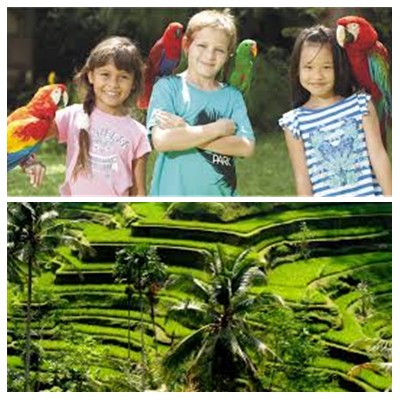 Bali Bird Park and Ubud Tour