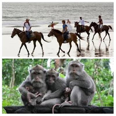 Bali Horse Riding and Ubud Tour