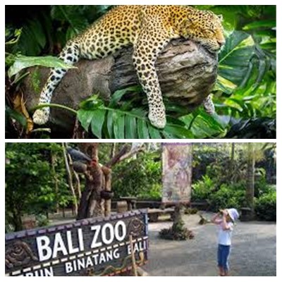 Bali Zoo Park Tour