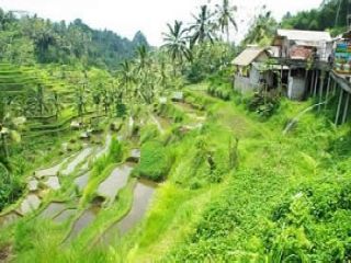 tegalalang-rice-terrace